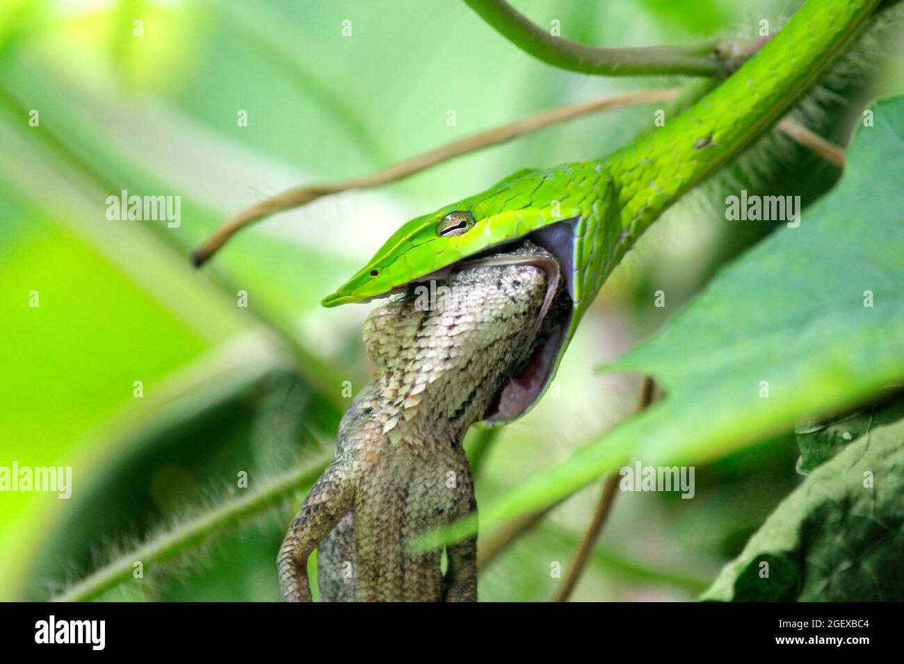 photo of green snake eats a lizard Stock Photo