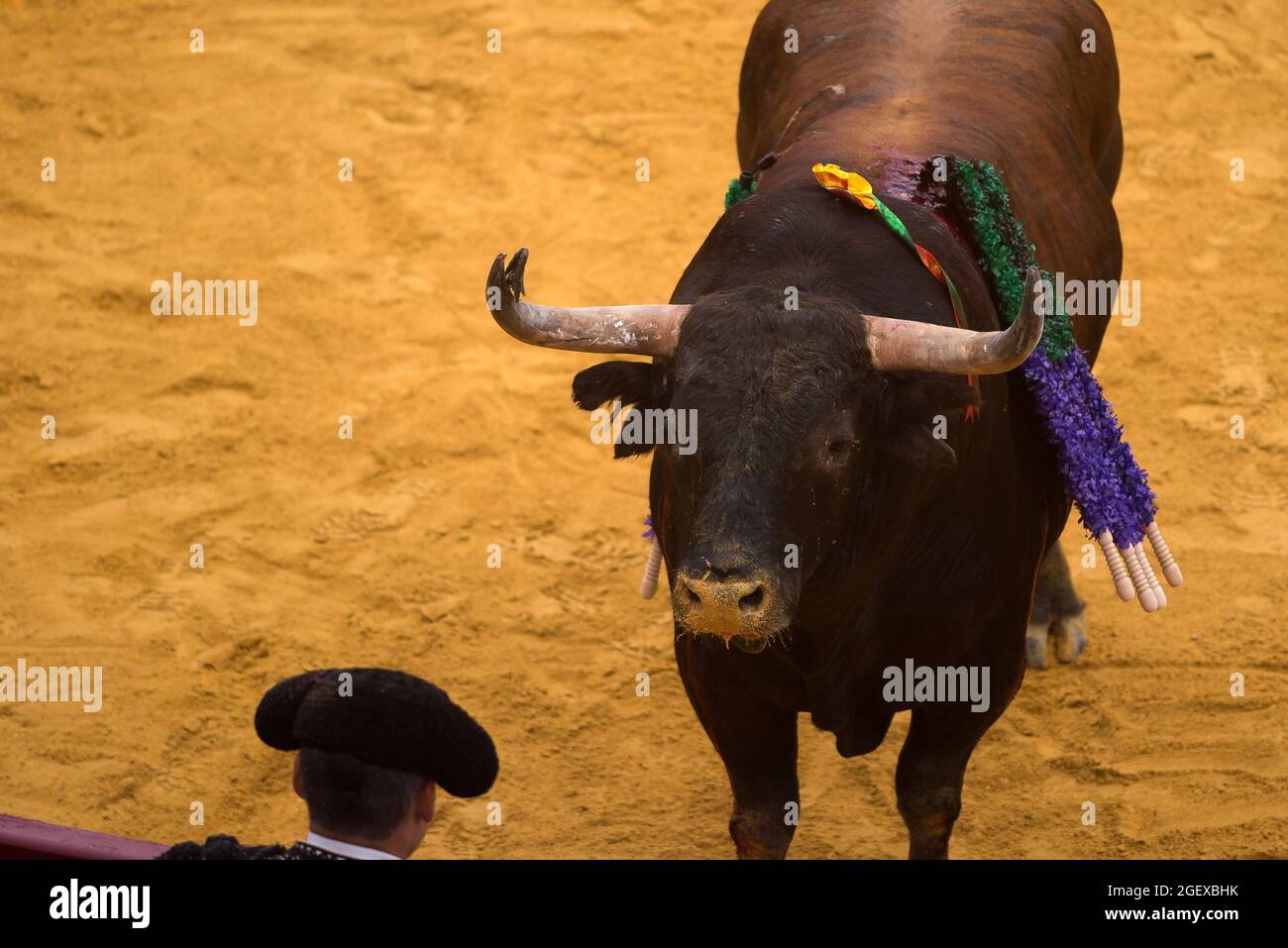 Malaga, Spain. 22nd Aug, 2021. A bull looking at an assistant during a bullfight at La Malagueta is a controversial tradition in Spain criticized by organizations in favor of animal rights Malaga, Spain. 22nd Aug, 2021. A bull looking at an assistant during a bullfight at La Malagueta is a controversial tradition in Spain criticized by organizations in favor of animal rights