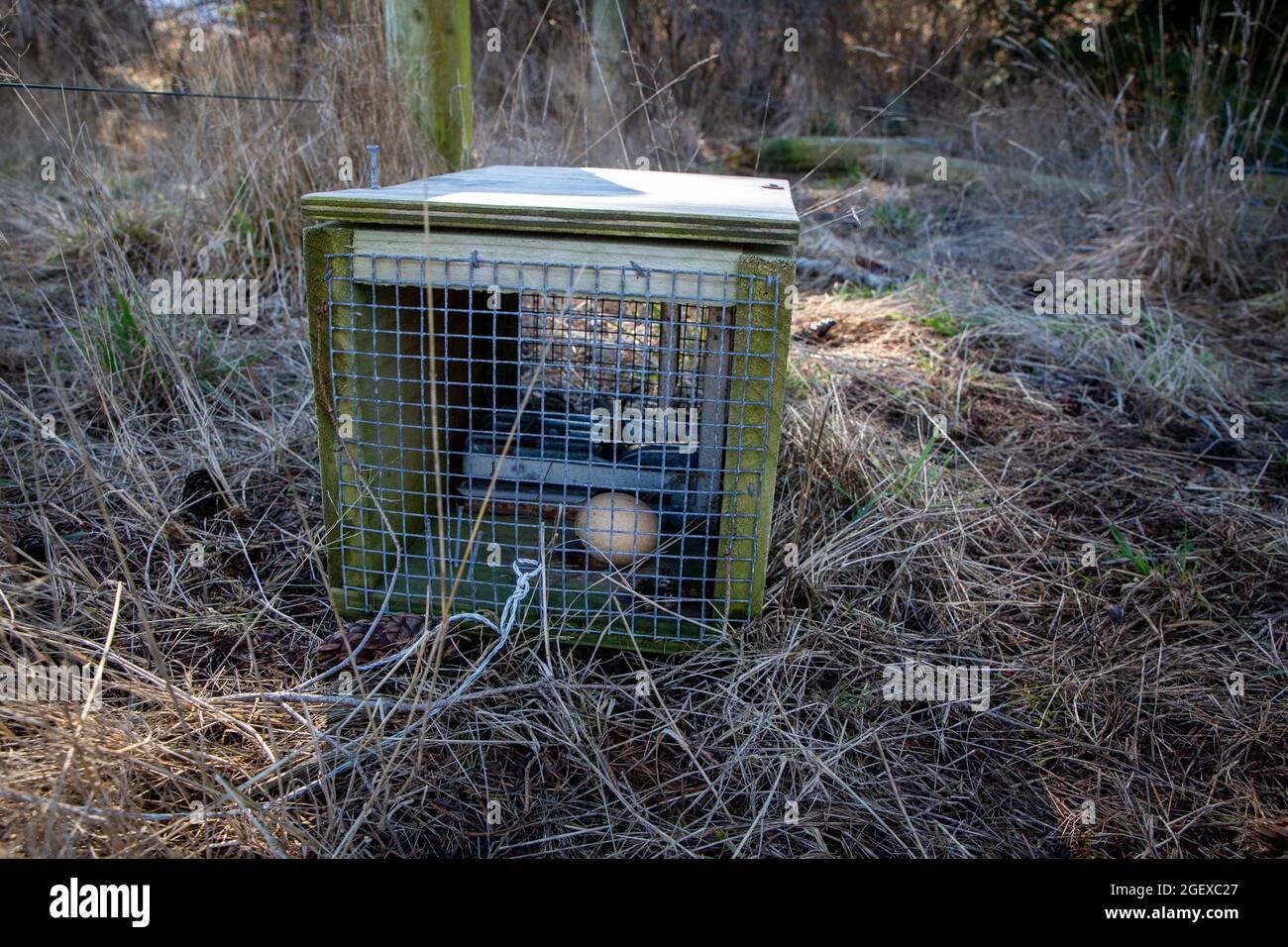 Traps set to capture predators like stoats and rats, are baited with chicken eggs and then the spring is set, Canterbury, New Zealand Stock Photo