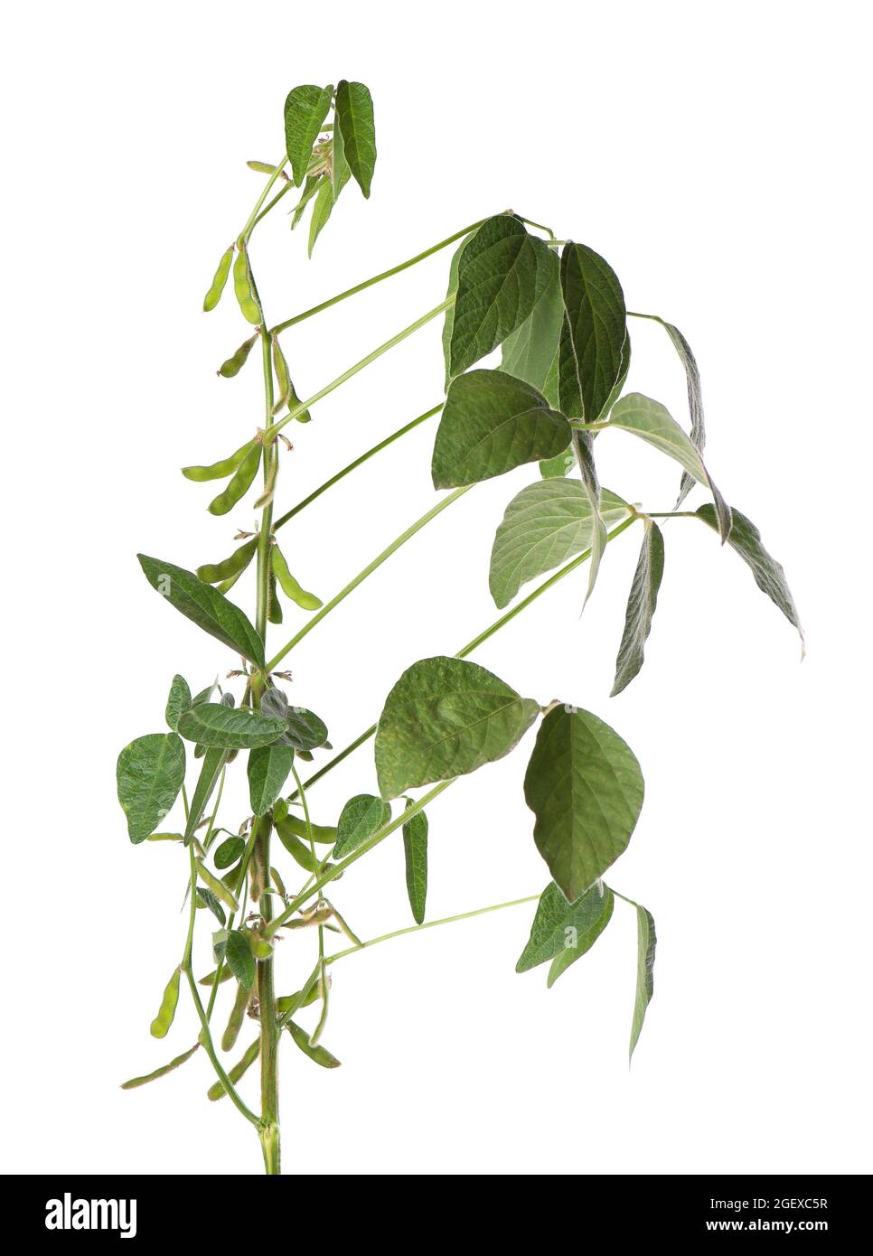 Green soybean bush isolated on white background. Stock Photo
