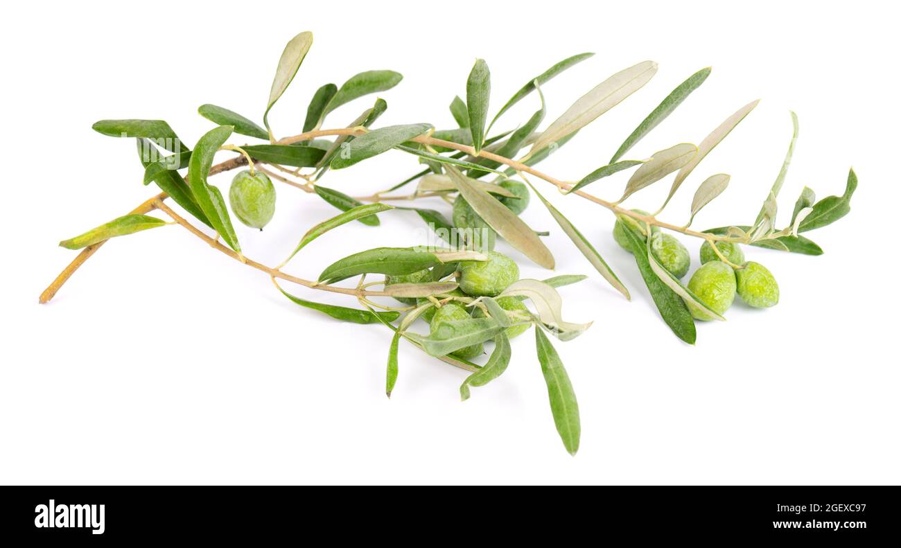 Olive branch isolated on white background. Green olives with leaves ...