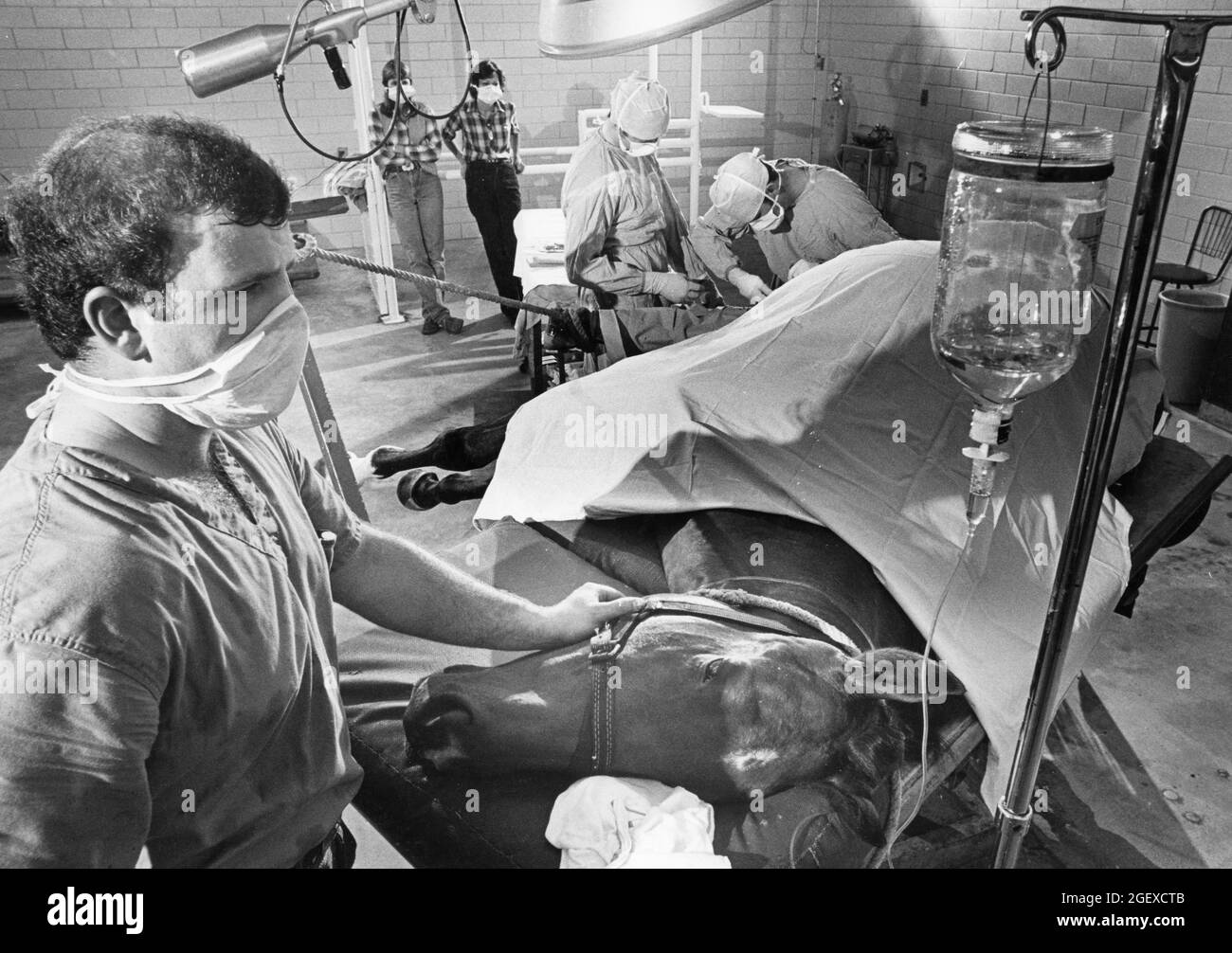 Large animal veterinary practice hi-res stock photography and images - Alamy Large animal veterinary practice hi-res stock photography and images - Alamy