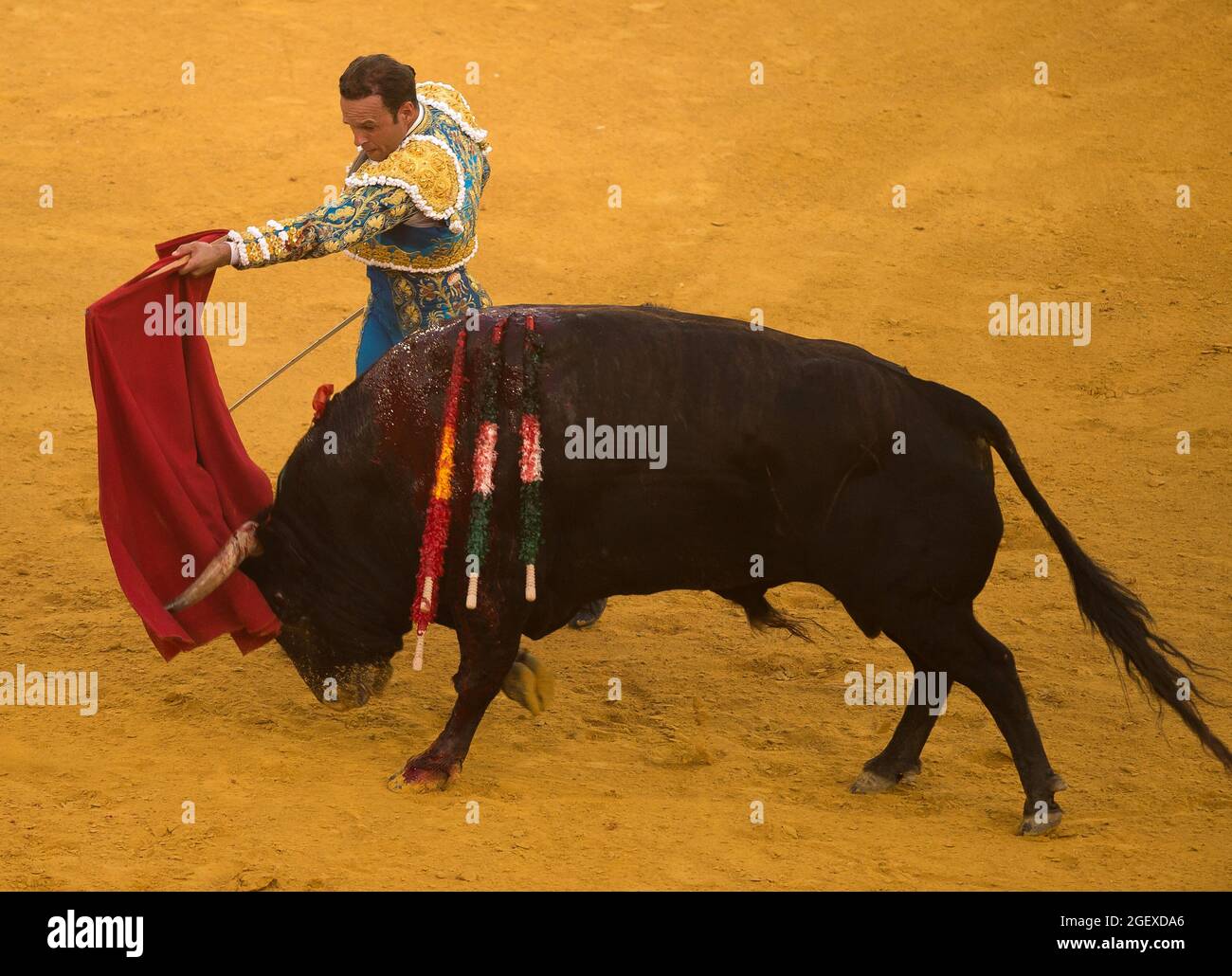 Malaga, Spain. 22nd Aug, 2021. Spanish bullfighter Jose Antonio Ferrera  performs a pass to a bull during a bullfight at La Malagueta   is a controversial tradition in Spain criticized by organizations