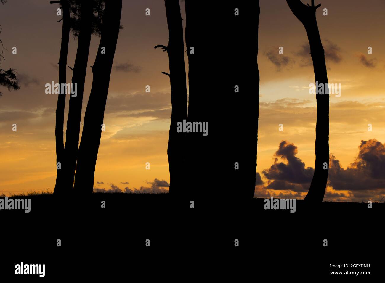 A silhouette of trees against a beautiful sunset sky Stock Photo - Alamy