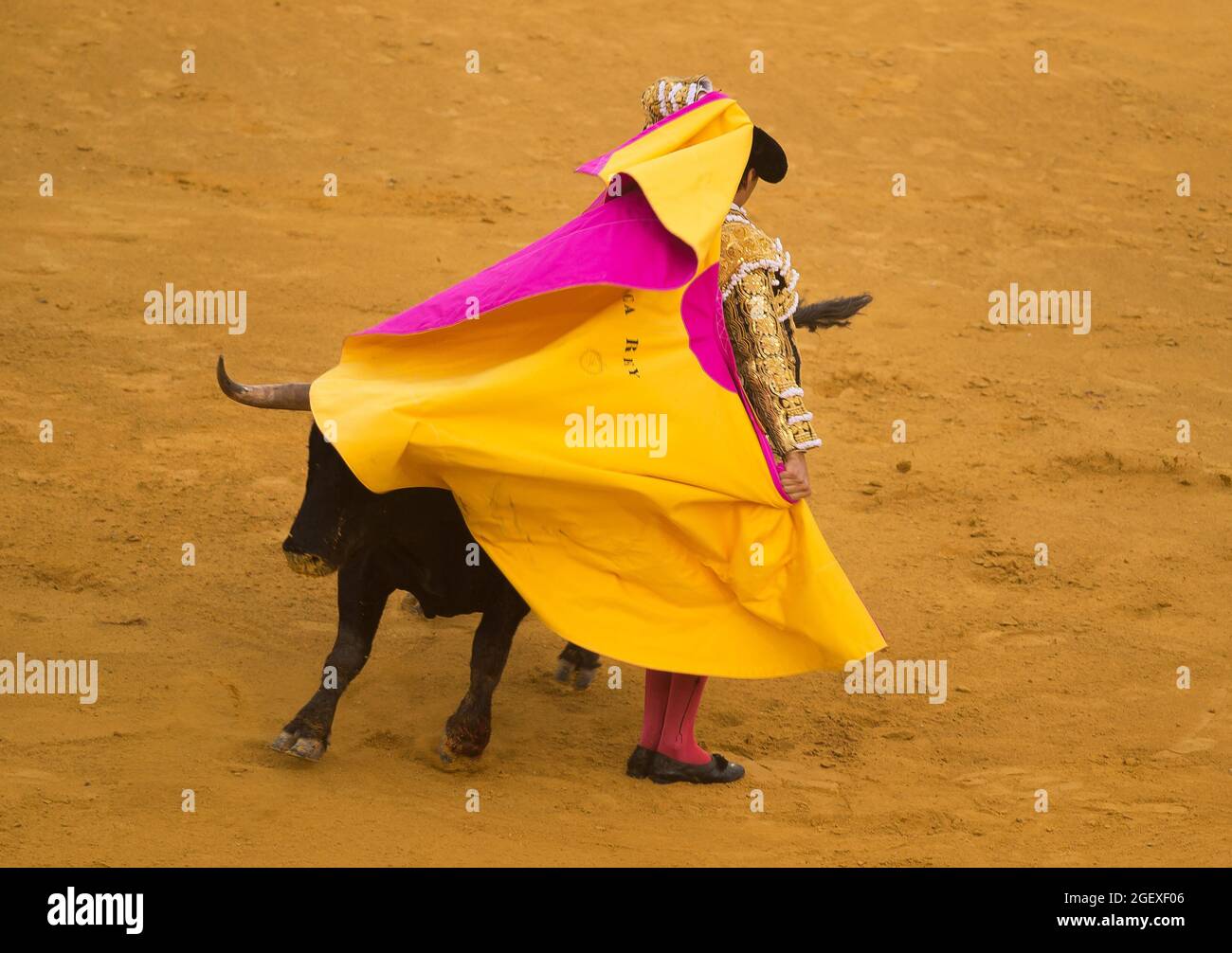 Peruvian bullfighter Andres Roca Rey performs a pass to a bull during a  bullfight at La Malagueta  is a controversial  tradition in Spain criticized by organizations in favor of animal rights