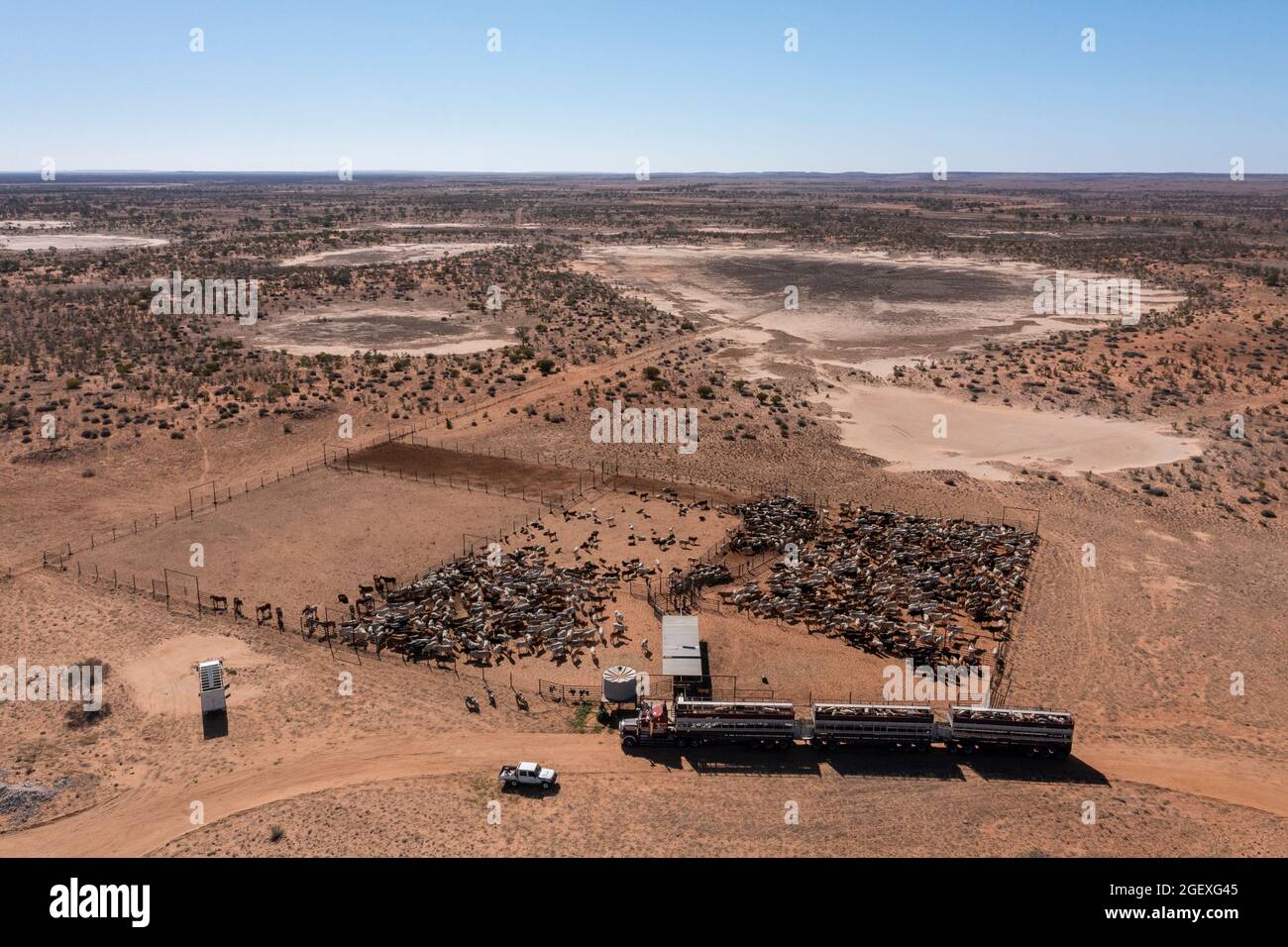 Beef cattle being loaded onto road trains in far western Queensland, Australia. Stock Photo