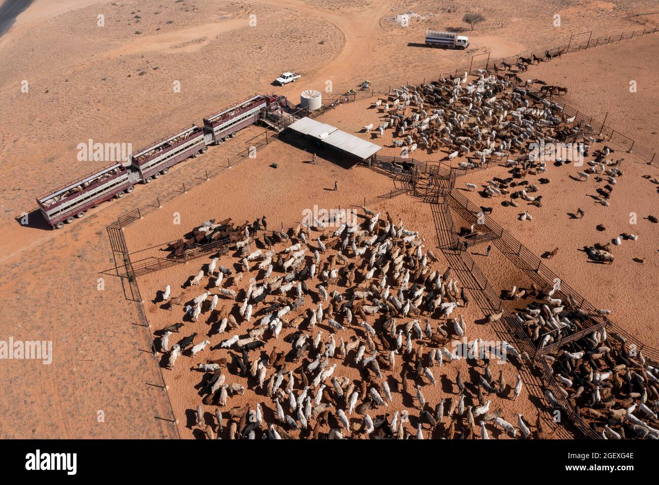 Beef cattle being loaded onto road trains in far western Queensland, Australia. Stock Photo