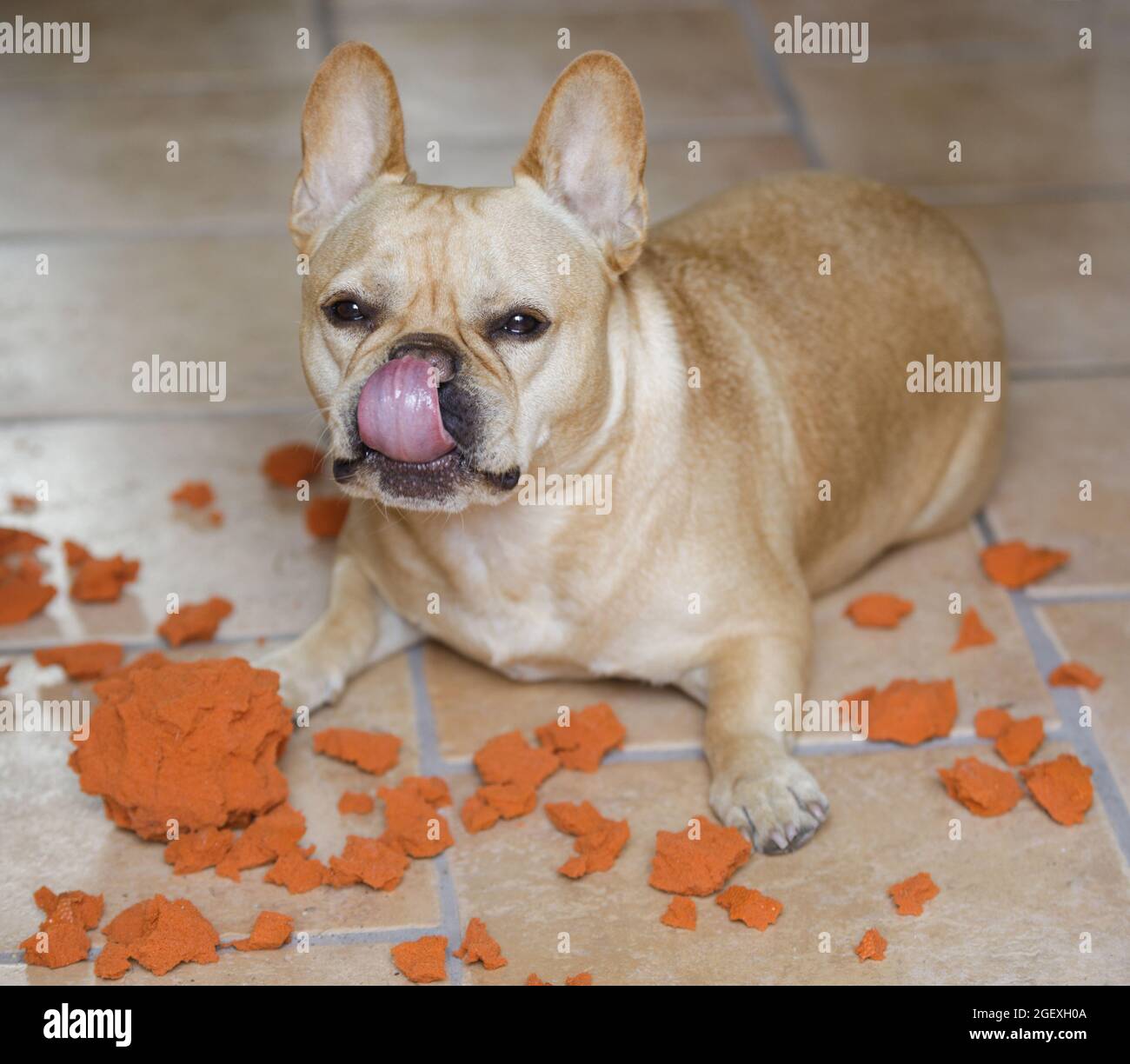 Why Dogs Tear Things Up