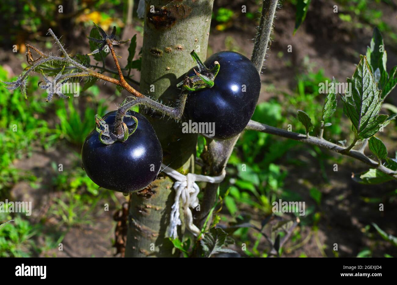 Selection black tomatoes ripened in the backyard. Selective focus Stock Photo
