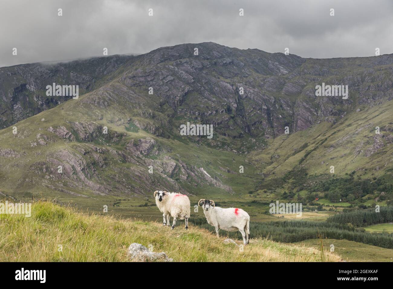 Glengarriff, Cork, Ireland. Sheep wander over the Caha mountain range at Glengarriff in West Cork, Ireland. - Picture; David Creedon / Alamy Live News Stock Photo