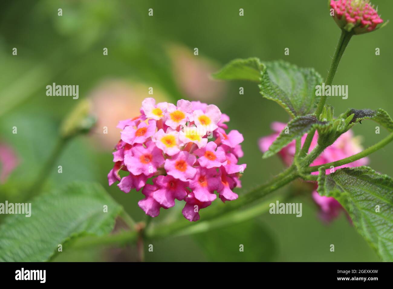 Blooming pink flowers with buds and leaves in green background Stock ...