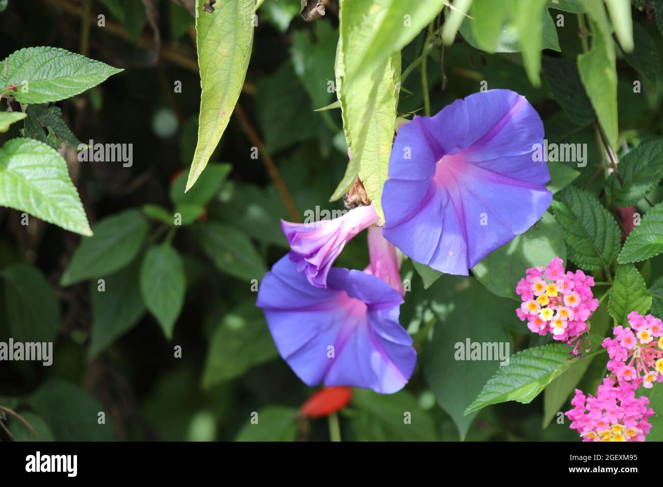 Blossoming blue flowers/ blue flowers wallpapers/blue flower photo/blur flower images Stock Photo