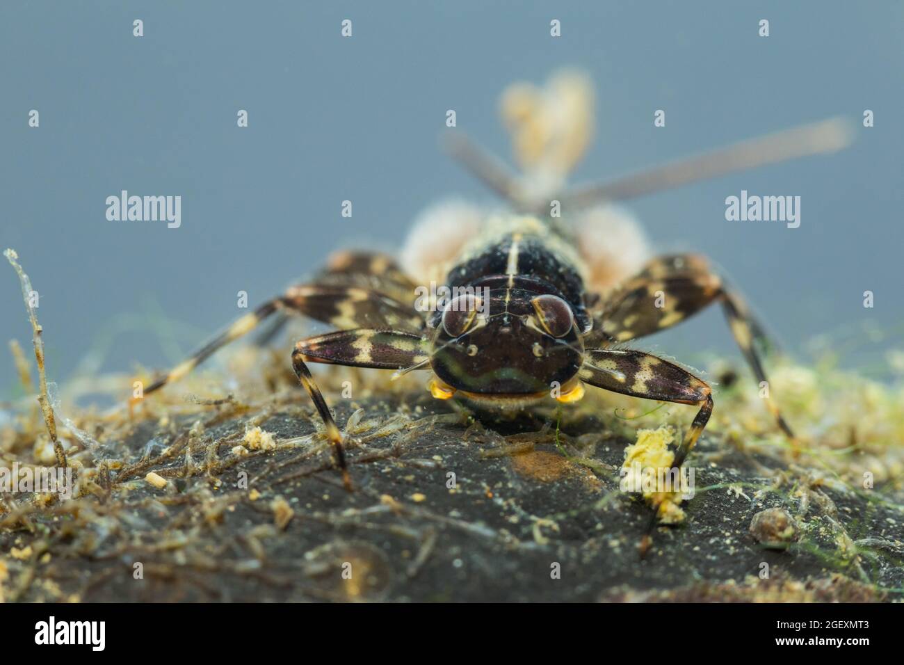Flat-headed mayfly larva (Heptagenia) Stock Photo
