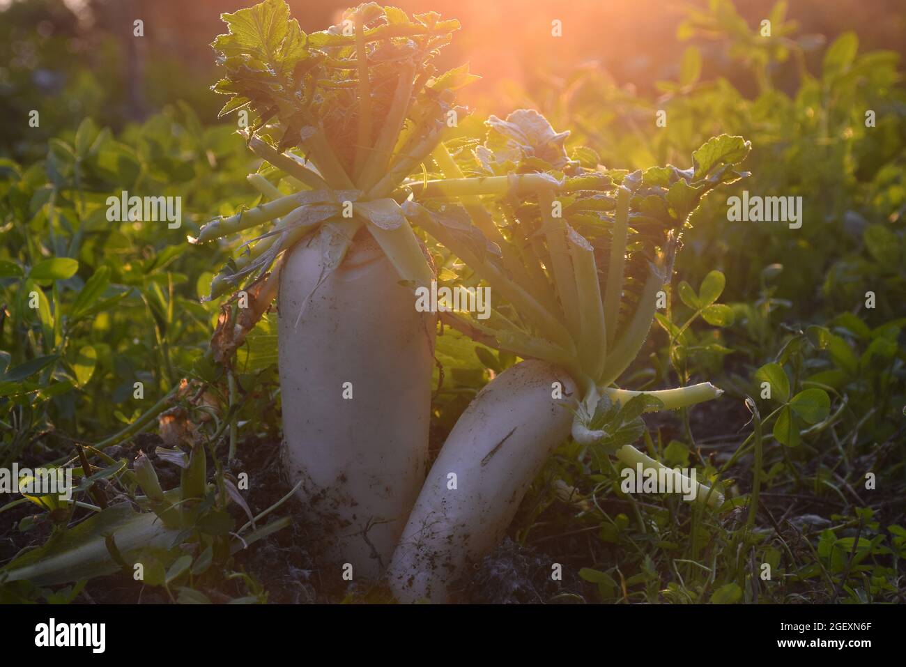 Radish plants in the field, adorable view of the evening of the fields Stock Photo