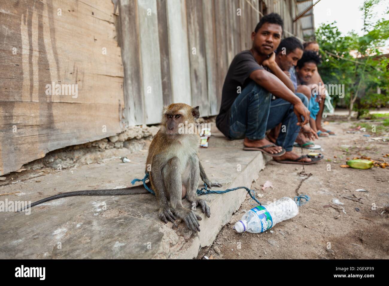 Performing monkey at the market