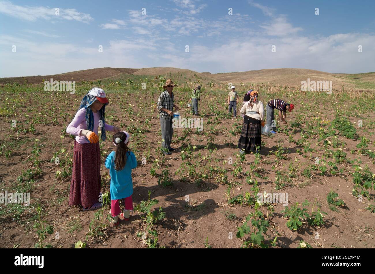 economy and agriculture in Turkey farming family working in a vegetable