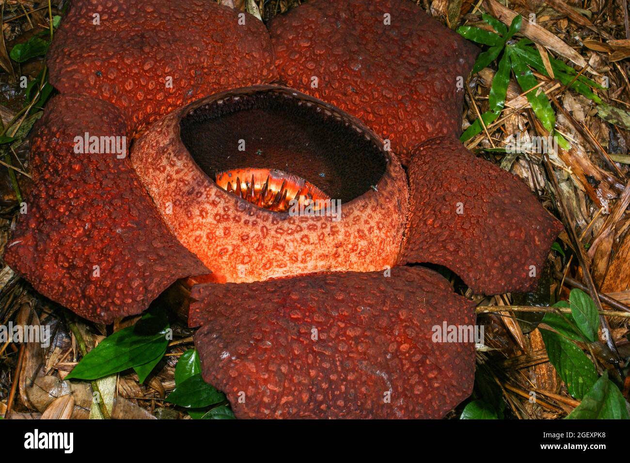 Flower of Rafflesia keithii in full bloom, the biggest flower in the