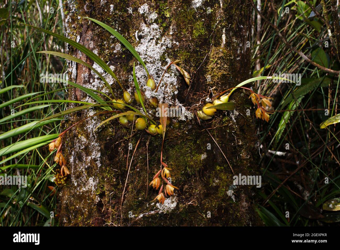 Orchid (Dendrochilum grandiflorum) in flower on mossy tree, Sabah, Borneo Stock Photo