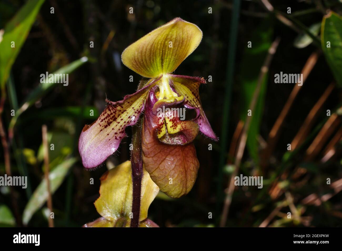 Slipper orchid flower (Paphiopedilum hookerae var. volonteanum), Sabah, Borneo Stock Photo