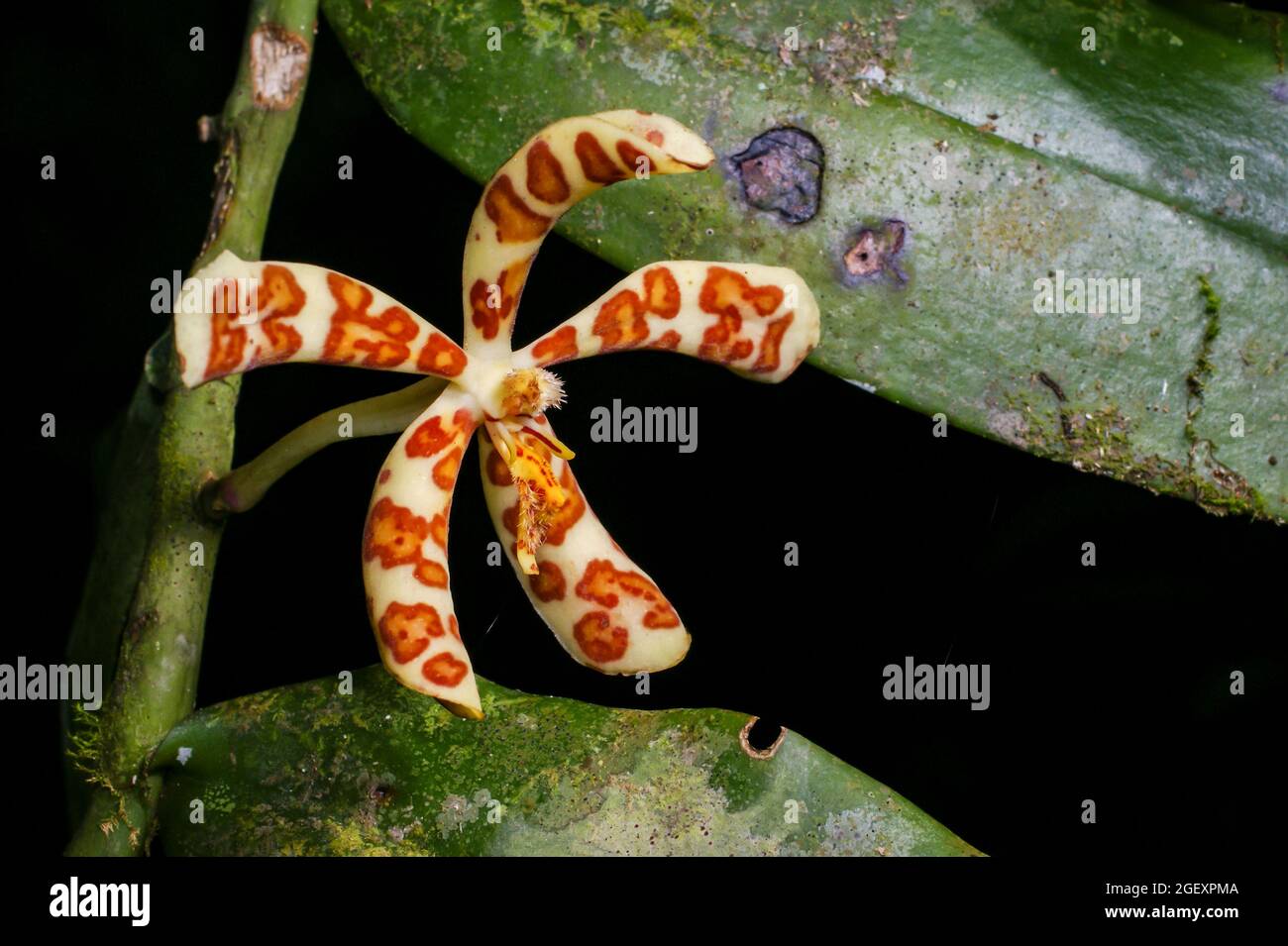 Flower of Cherub orchid (Trichoglottis magnicallosa), with red dots on white, Sabah, Borneo Stock Photo