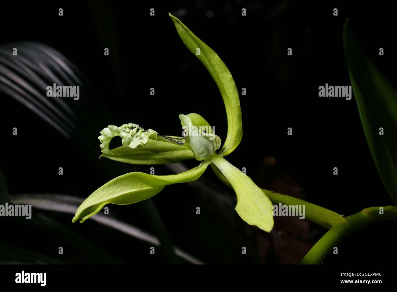 Flower of the black orchid (Coelogyne pandurata), Sabah, Borneo Stock Photo