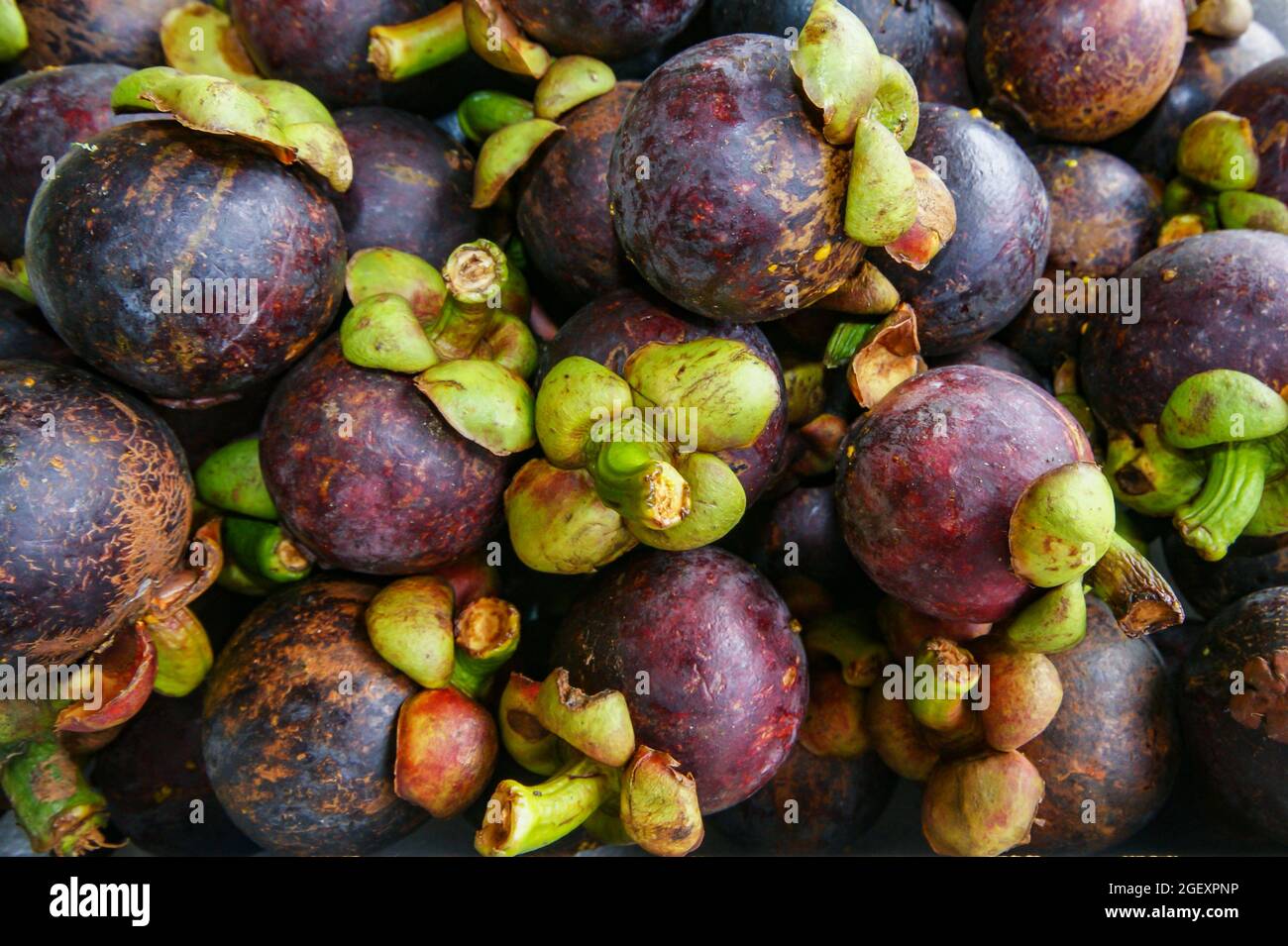 Purple Mangosteen fruit (Garcinia mangostana) for sale on a local market, Sabah, Borneo Stock Photo