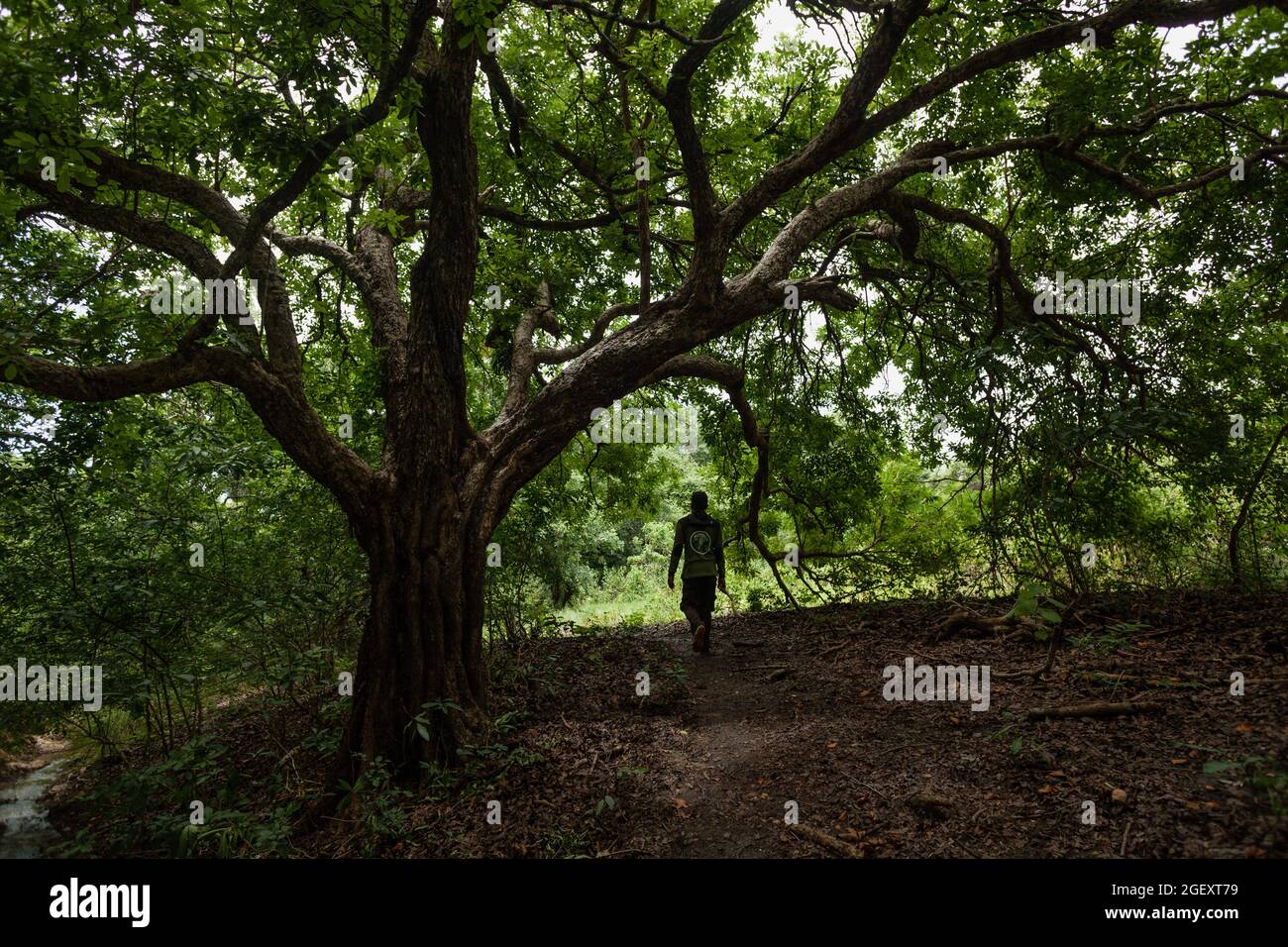 A tour guide walking under the tree in the jungle Stock Photo - Alamy