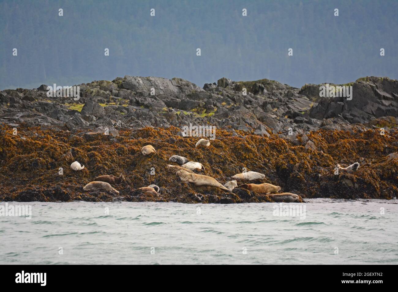 Passific hires stock photography and images Alamy