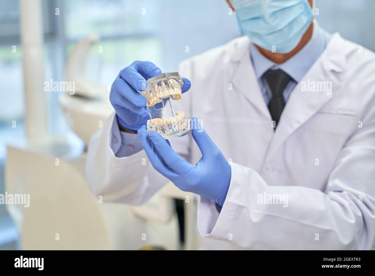 Professional orthodontist demonstrating a mold of human teeth Stock