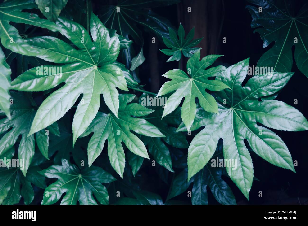 Moody image of lush green fatsia foliage showing leaf detail Stock Photo