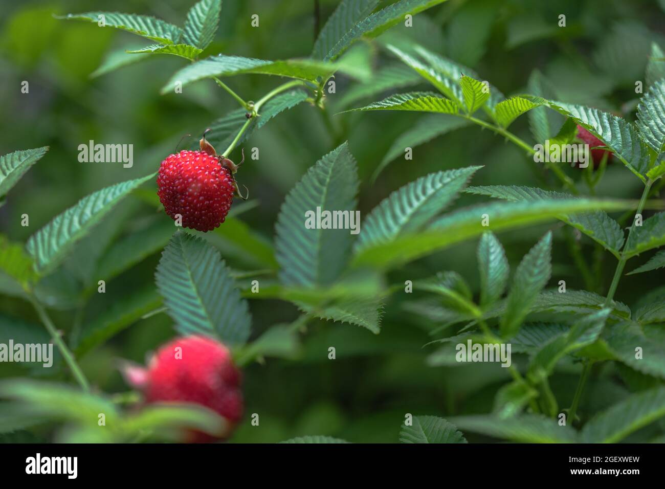 Tibetan strawberry-raspberry, berry. Roseleaf  Rubus rosifolius. Close up on background of leaves Stock Photo
