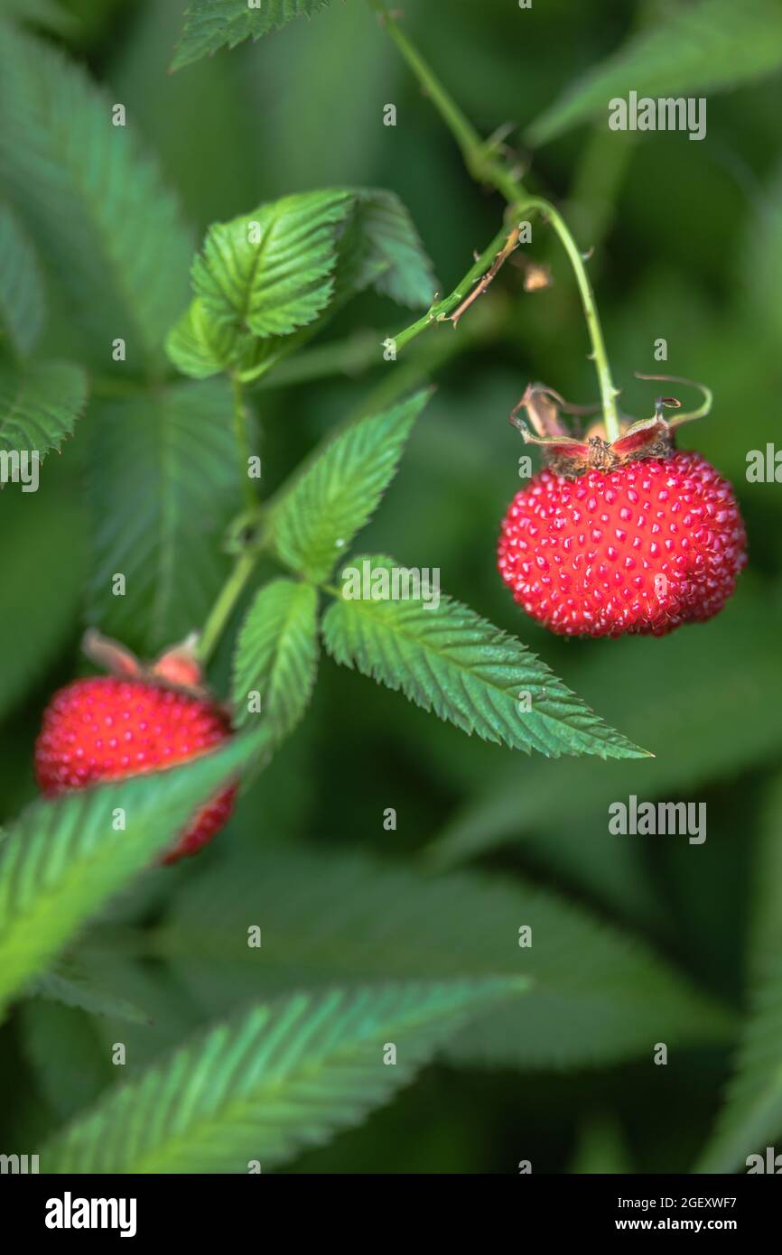 Tibetan strawberry-raspberry, berry. Roseleaf  Rubus rosifolius. Close up on background of leaves Stock Photo