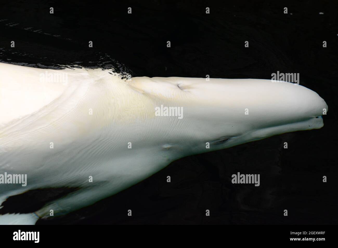 Beluga whale underwater Stock Photo - Alamy