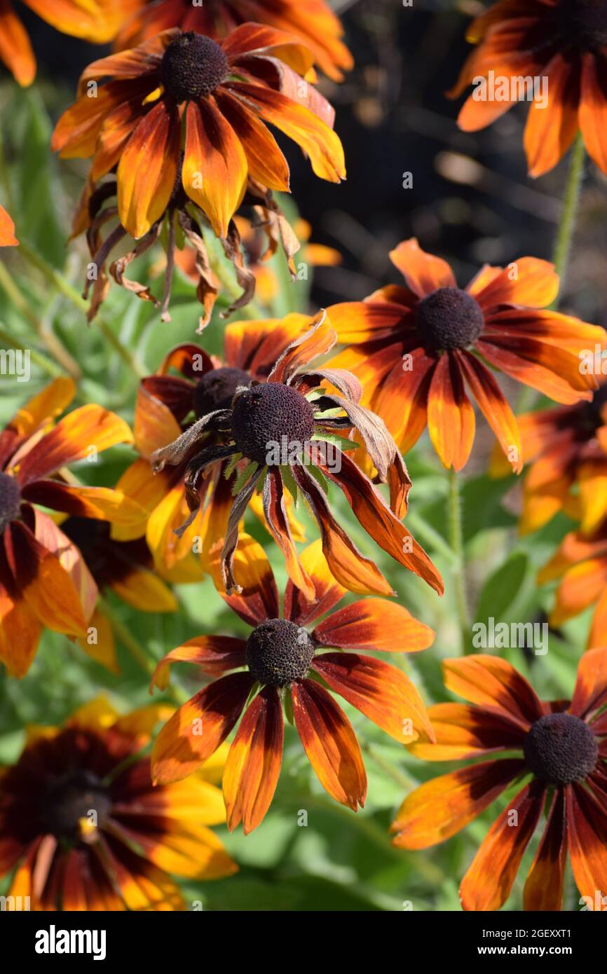 Partially withered flowers hi-res stock photography and images - Alamy