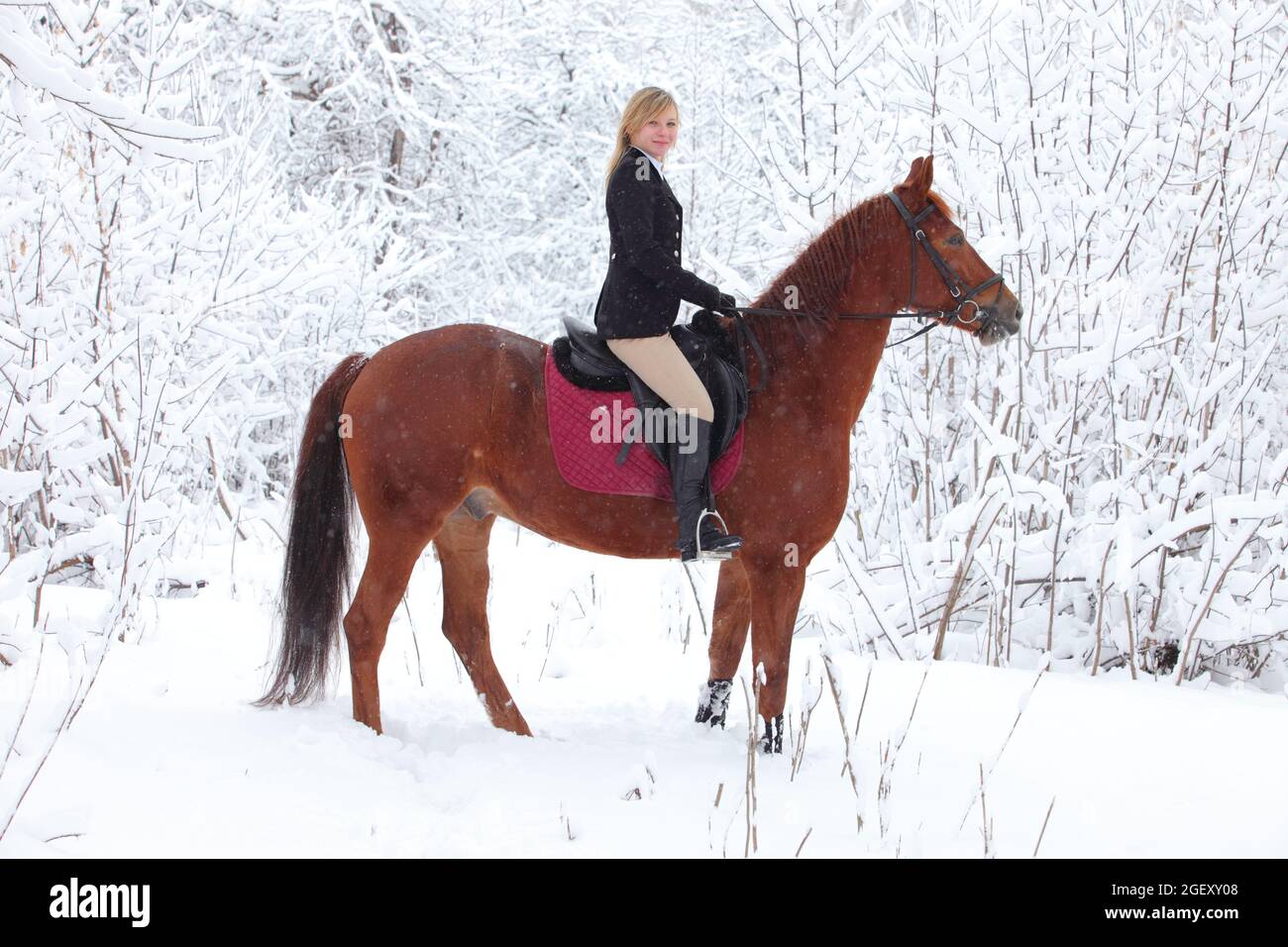 Country girl ride thoroughbred horse in the winter paddock of the ranch Stock Photo