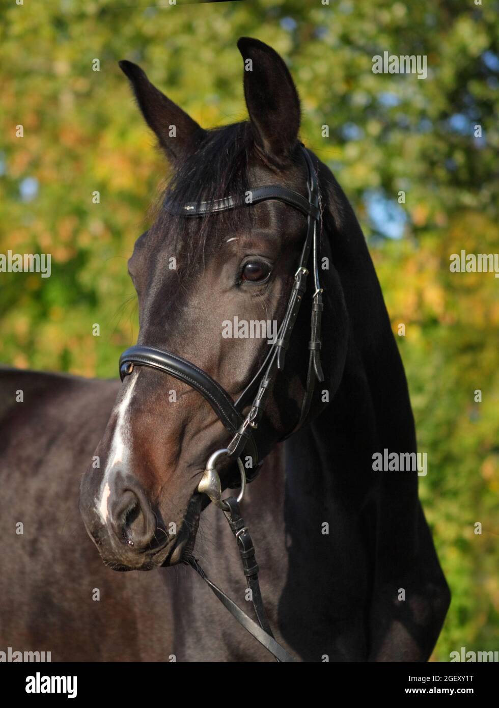 Race horse portrait on the autumn background Stock Photo