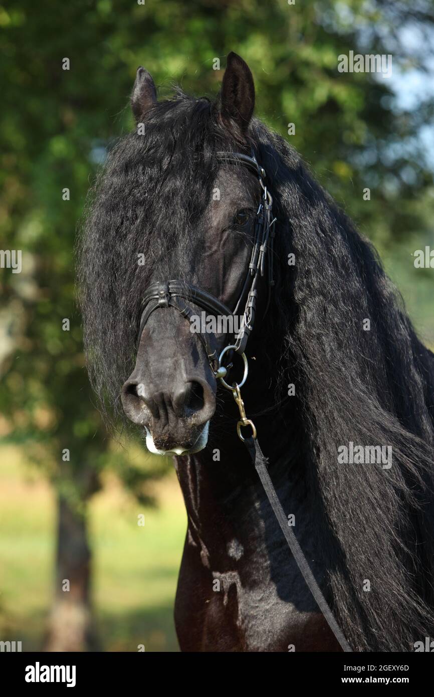 Friesian Horse. Black stallion portrait on a autumn meadow Stock Photo
