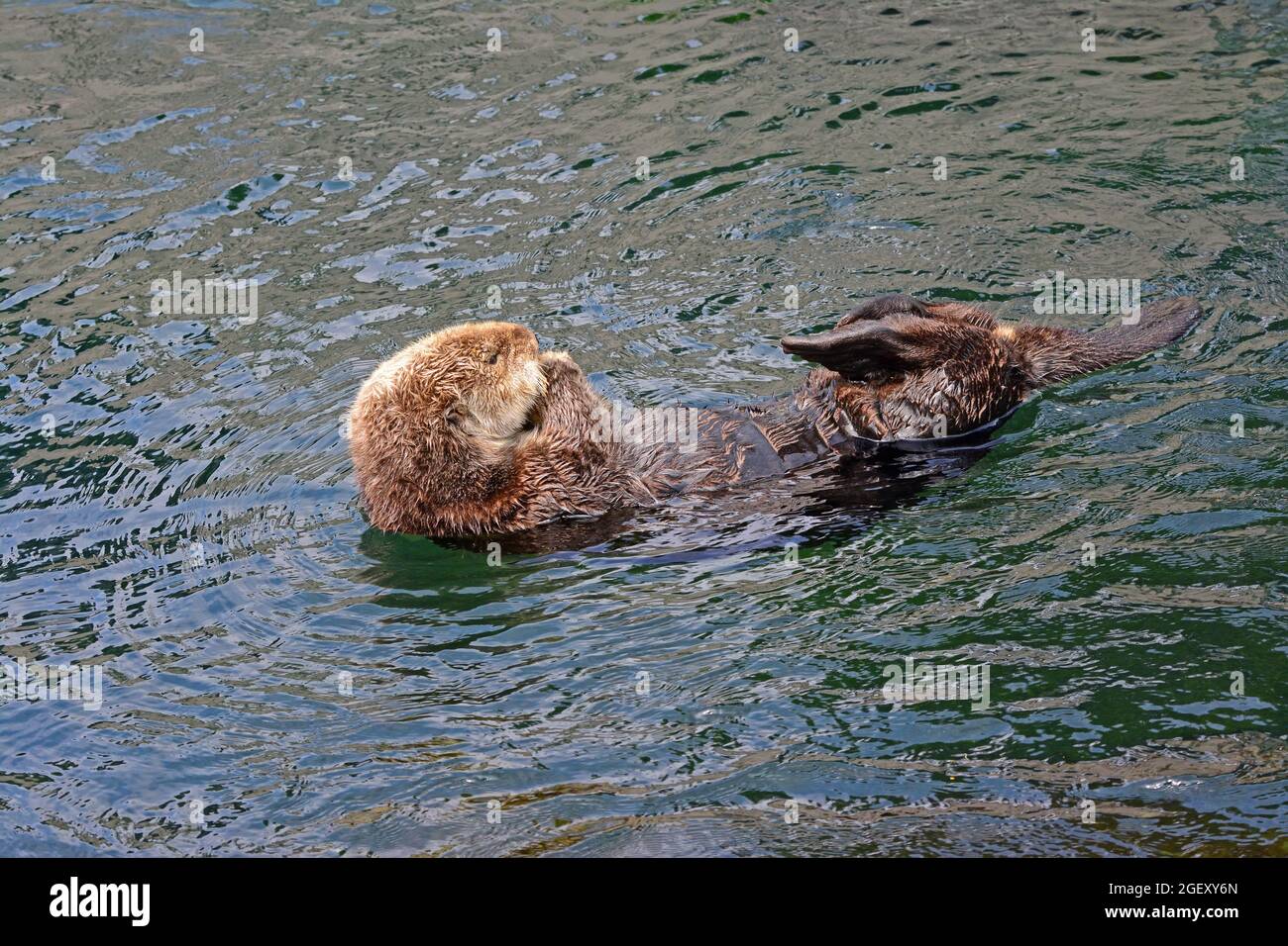 Sea otter in  the pacific ocean Stock Photo
