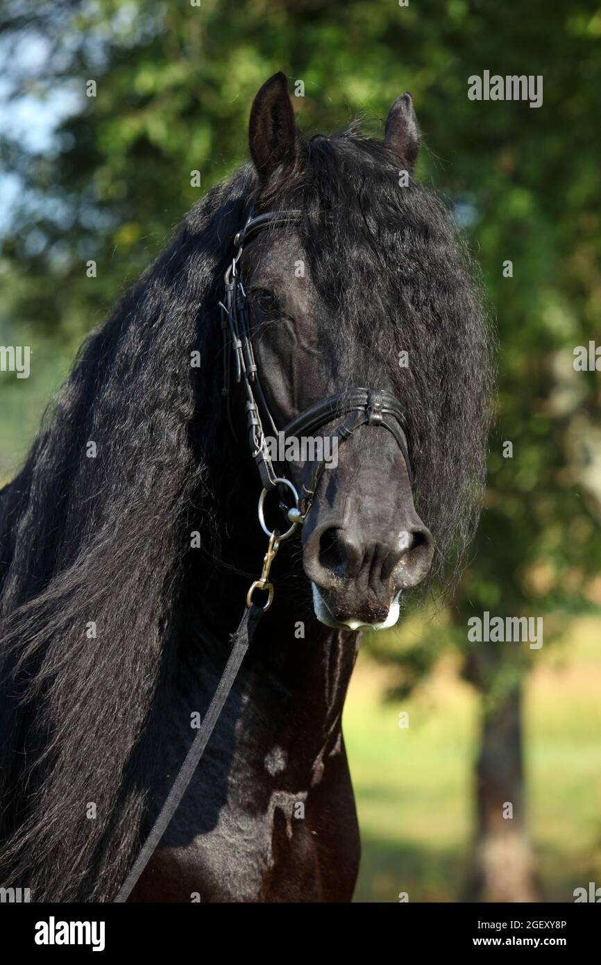 Black friesian horse stallion portrait hi-res stock photography and ...