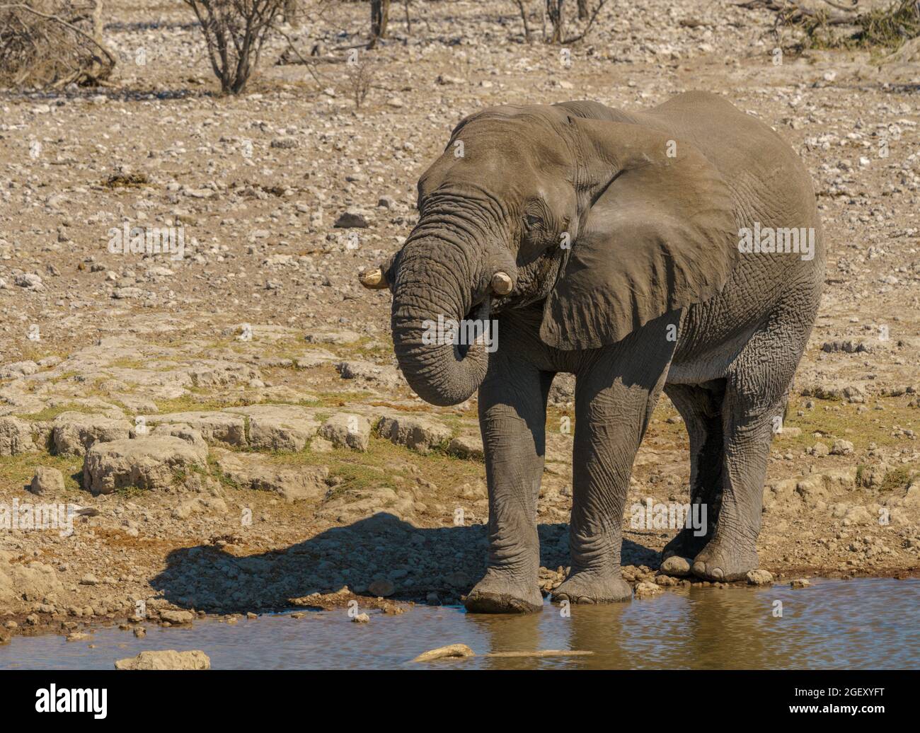 Old African bull elephant drinking at waterhole in Namibia Stock Photo