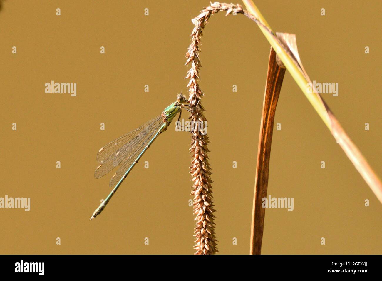 Willow Emerald Damselfly resting on a a frond of grass seeds. England ...