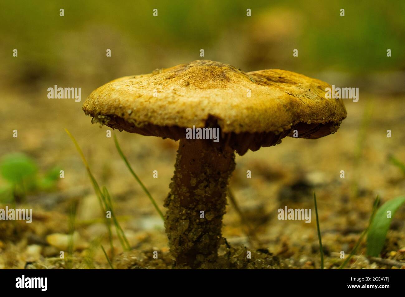 A mushroom on a sandy land Stock Photo
