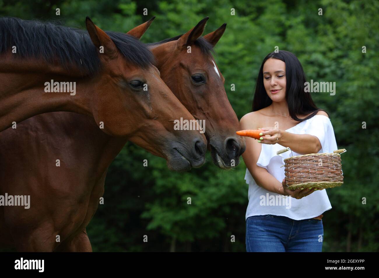 Beauty girl treats sweet carrots to horses Stock Photo