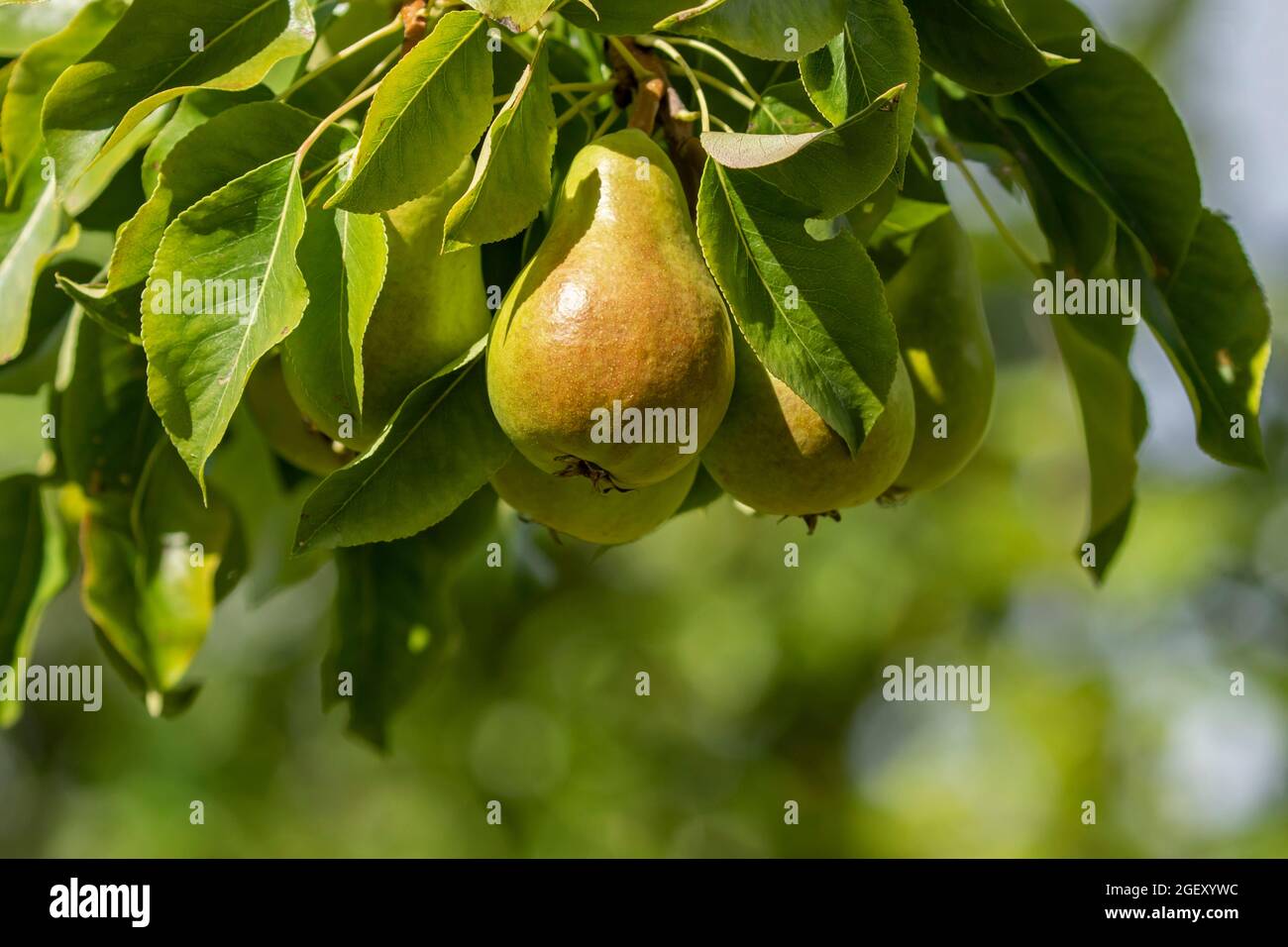 Fresh pears growing on a branch of common pear (Pyrus communis) during late summer Stock Photo