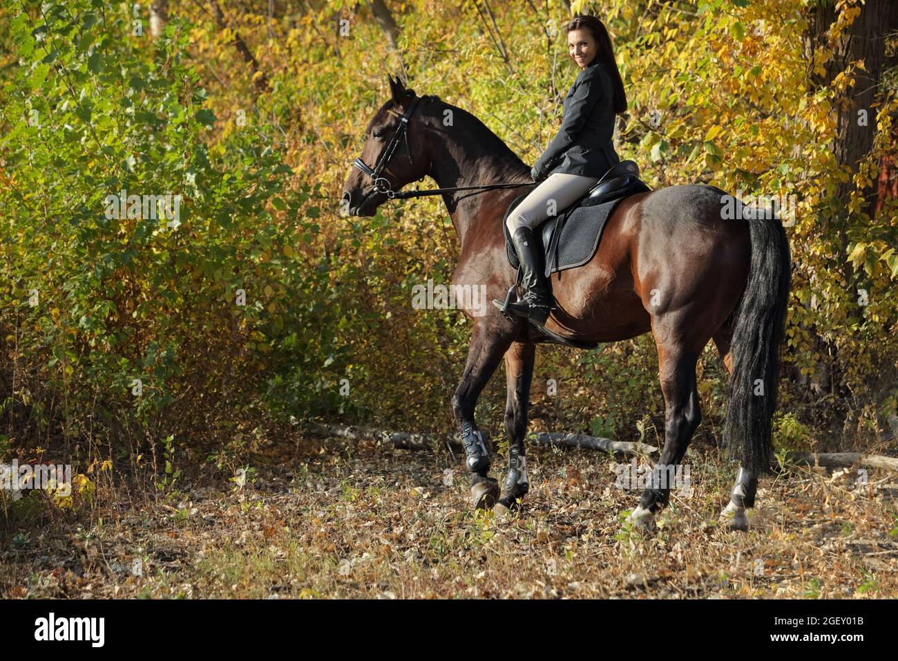 Equestrian model girl riding sportive dressage horse in autumn forest Stock Photo