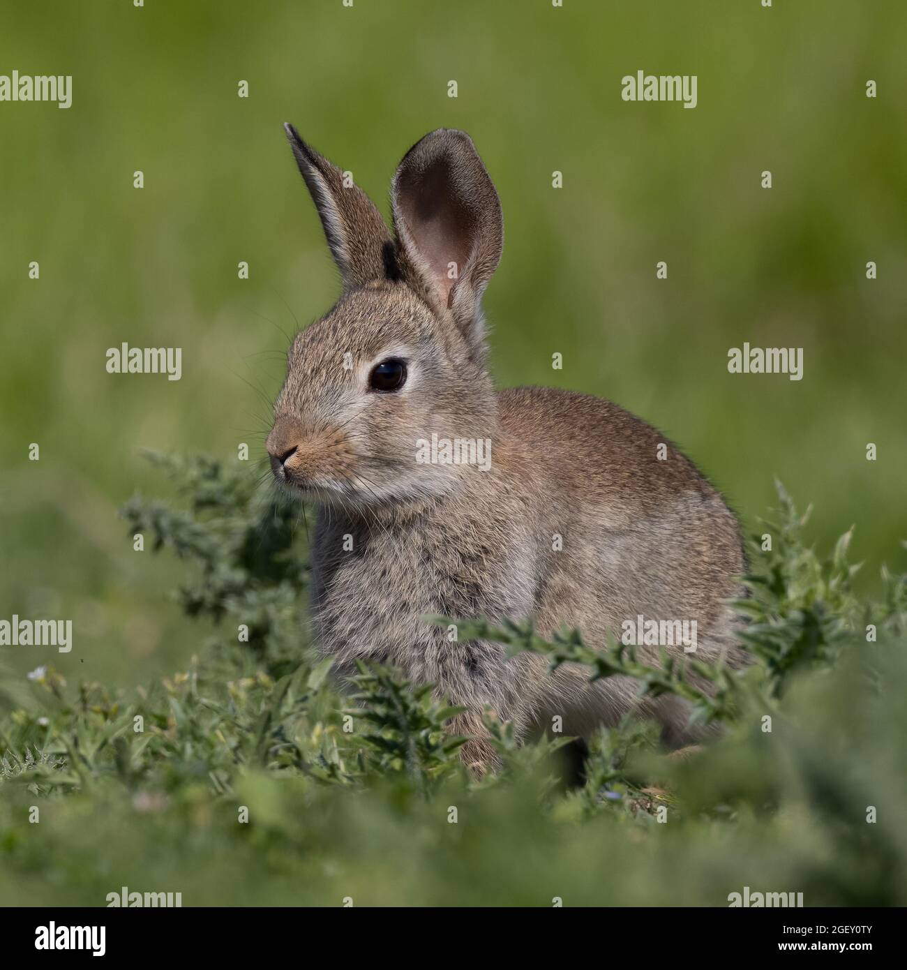 European rabbit, Common rabbit, Bunny, Oryctolagus cuniculus sitting on ...