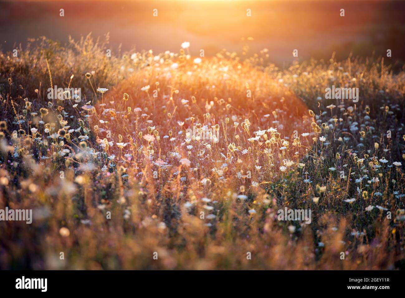 Nature backdrop. Beautiful summer meadow with wild flowers over sunset ...