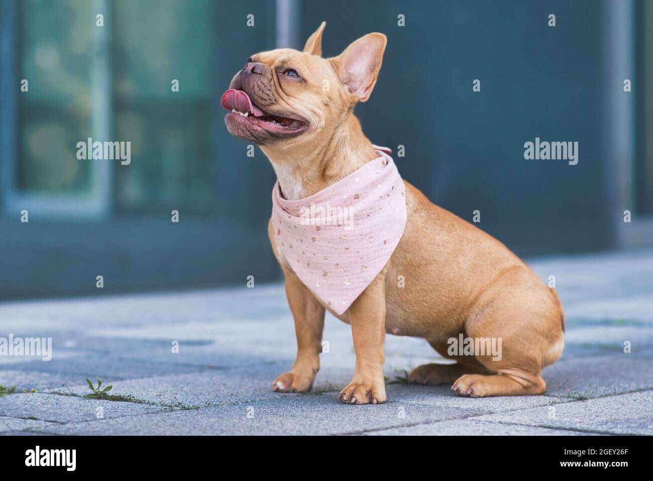 Sitting French Bulldog dog wearing pink bandanna around neck Stock Photo