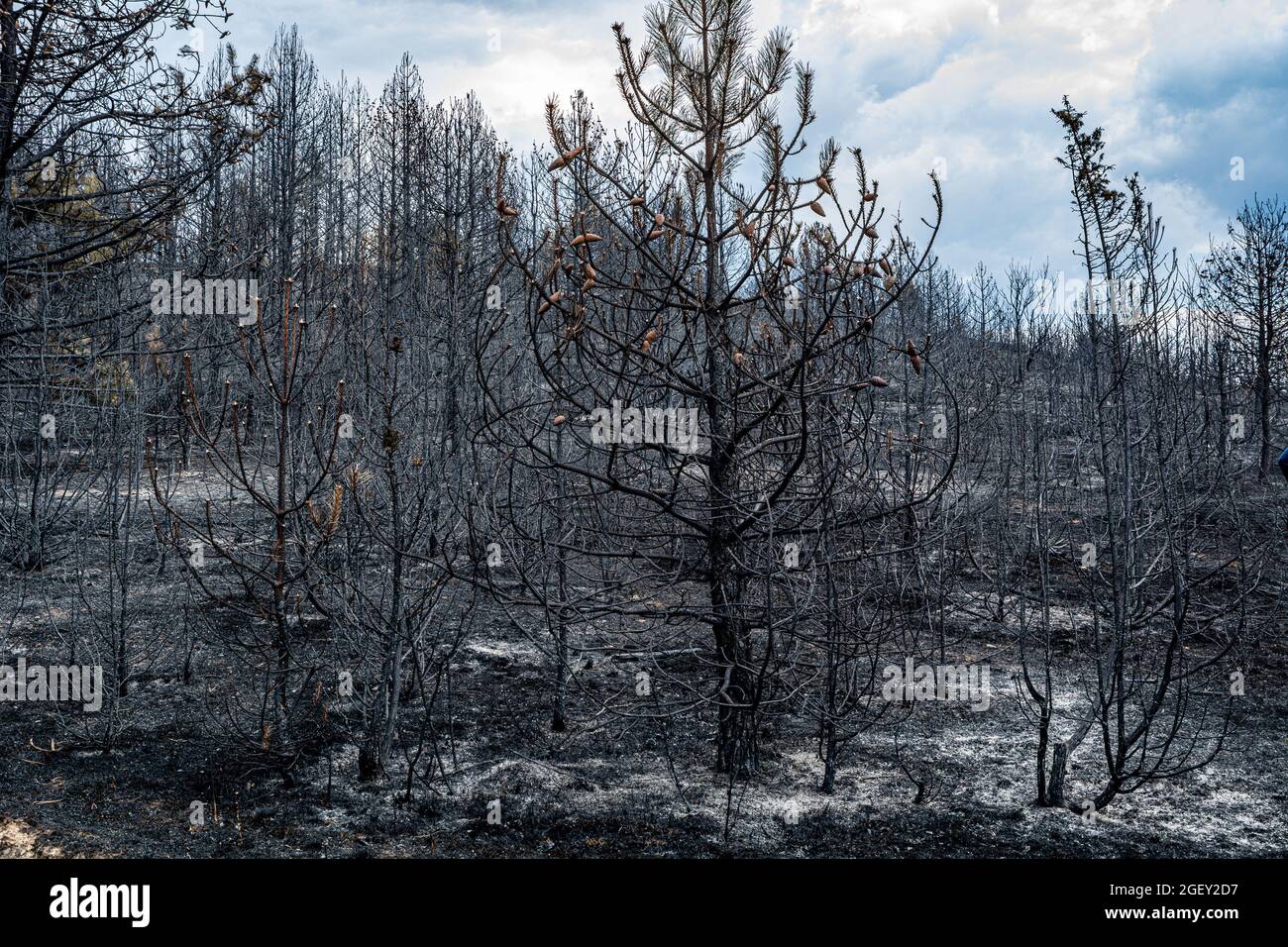 Remains of burnt trees after a forest fire Stock Photo - Alamy