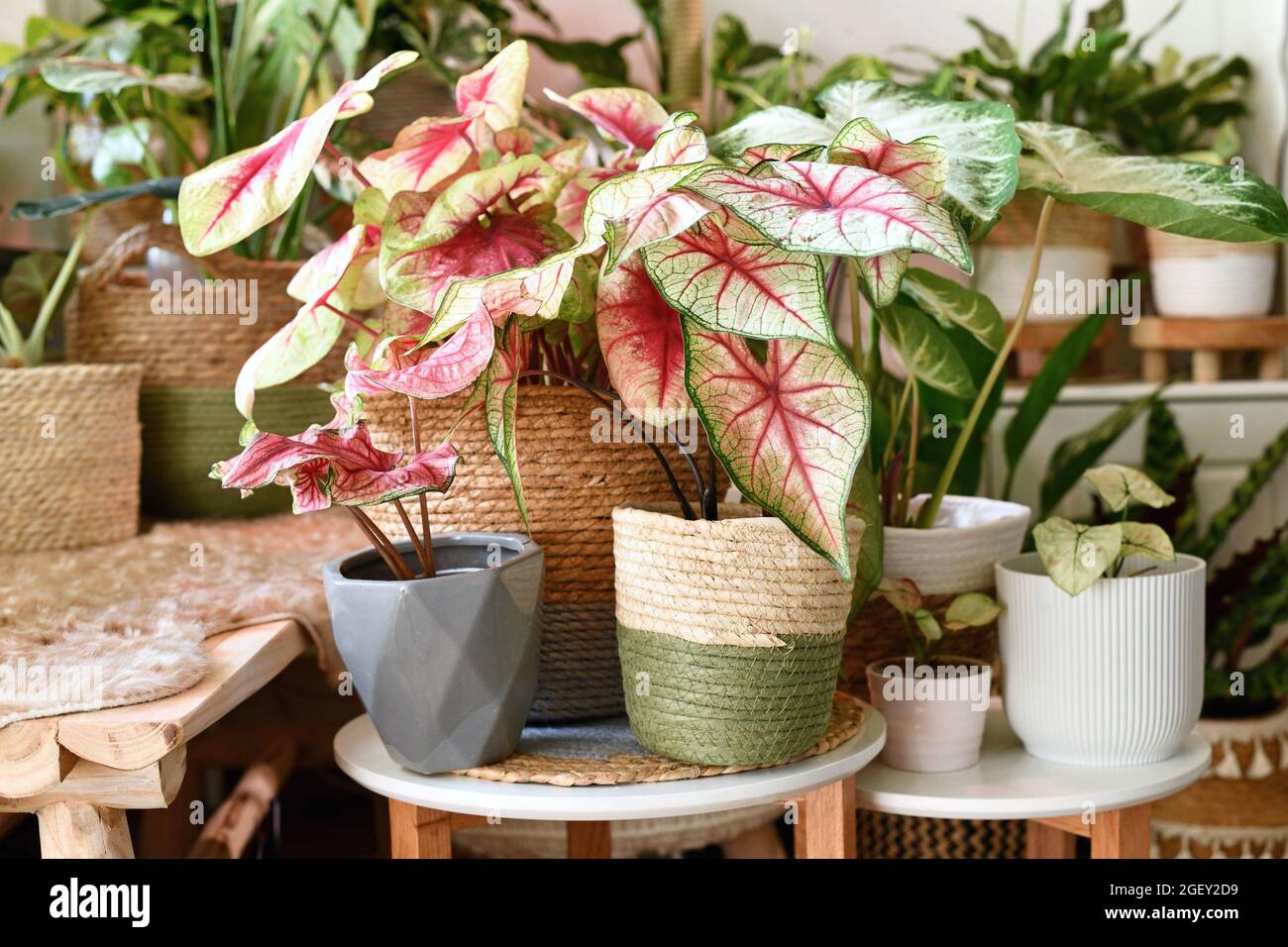 Colorful exotic Caladium plants in flower pots inside urban jungle living room Stock Photo